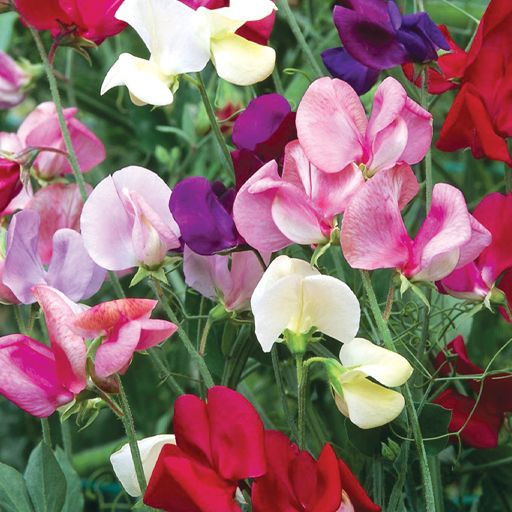 بذر گل نخودی هلندی رنگارنگ