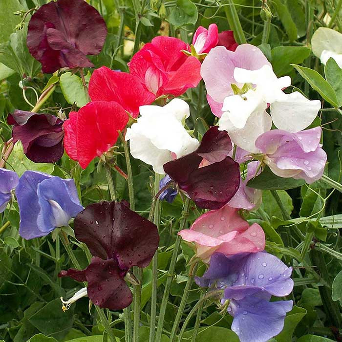 بذر گل نخودی هلندی رنگارنگ