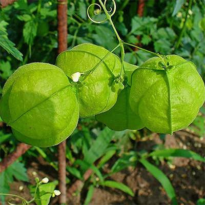 بذر گل بادکنکی رونده