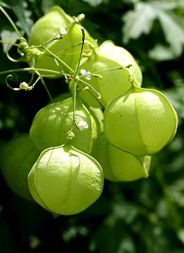 بذر گل بادکنکی رونده
