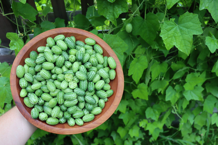 بذر خیار مکزیکی (cucumelon) مناسب ترشی