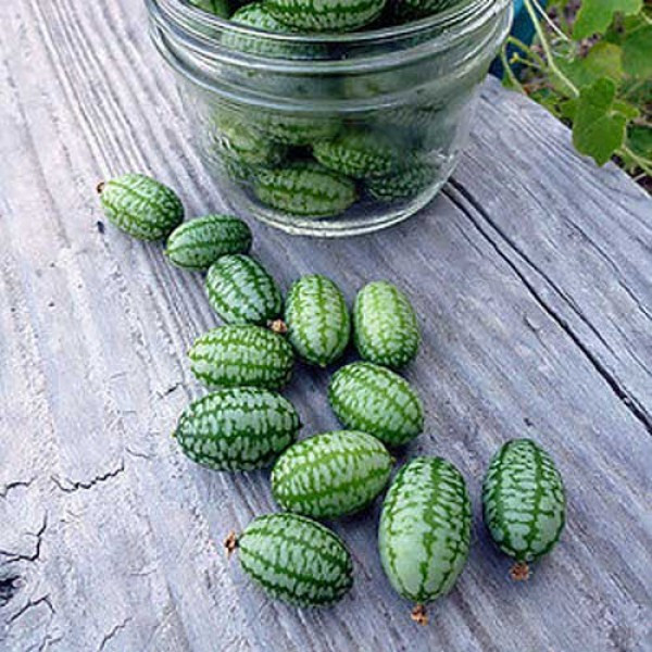 بذر خیار مکزیکی (cucumelon) مناسب ترشی