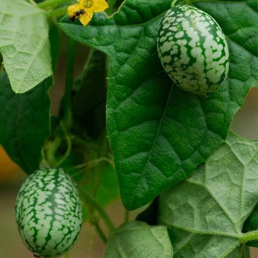 بذر خیار مکزیکی (cucumelon) مناسب ترشی