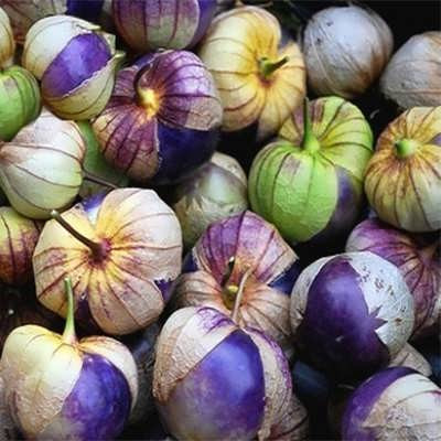 بذر فیسالیس بنفش تومالیتو (عروسک پشت پرده)