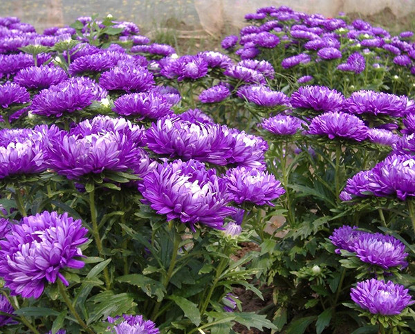 بذر گل مینا دورنگ بنفش سفید
