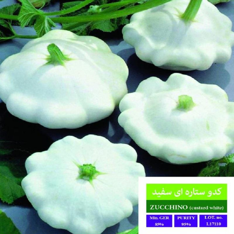 بذر کدو ستاره ای سفید