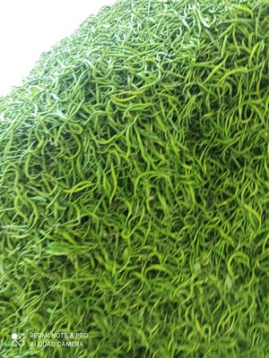 بذر فلفل سوزنی شیرین اصل آستانه