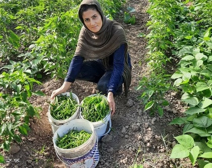 بذر فلفل سوزنی شیرین اصل آستانه