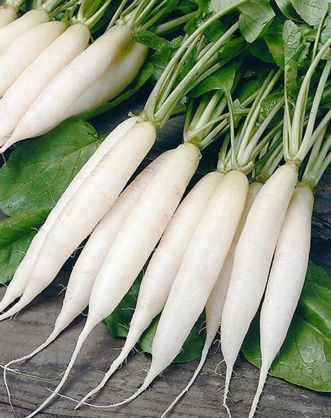 بذر ترب سفید مینو هویجی زودرس تاکیتا ژاپن