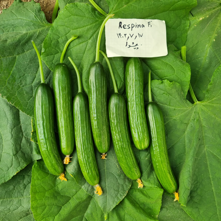 بذر خیار گلخانه ای هیبرید رسپینا F1 شرکت دارا