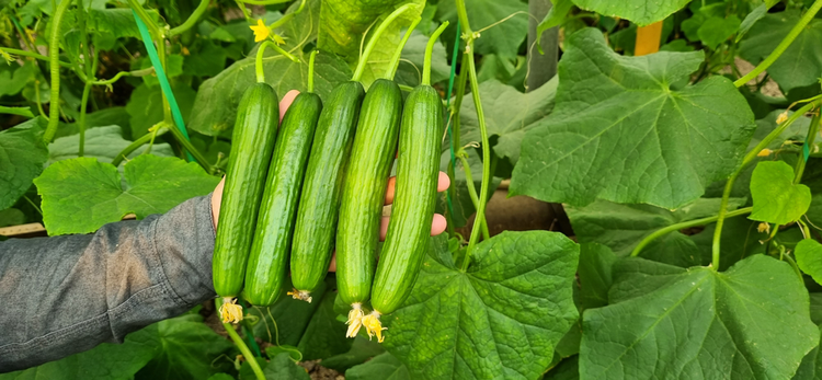 بذر خیار گلخانه ای هیبرید رسپینا F1 شرکت دارا