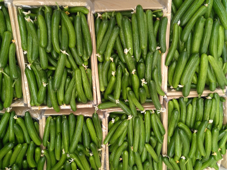 بذر خیار گلخانه ای هیبرید رسپینا F1 شرکت دارا