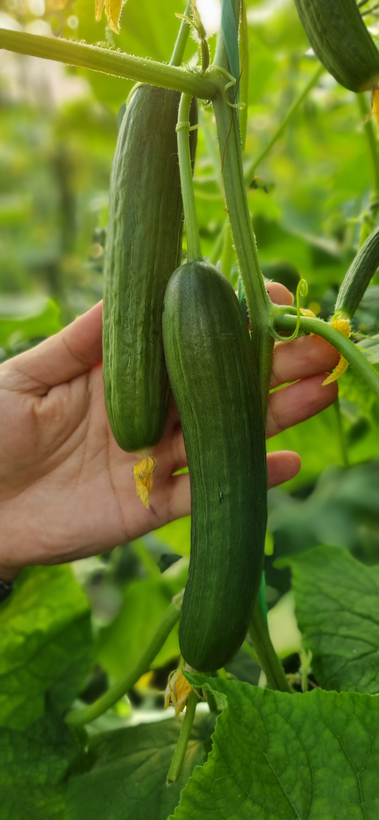 بذر خیار گلخانه ای هیبرید رسپینا F1 شرکت دارا