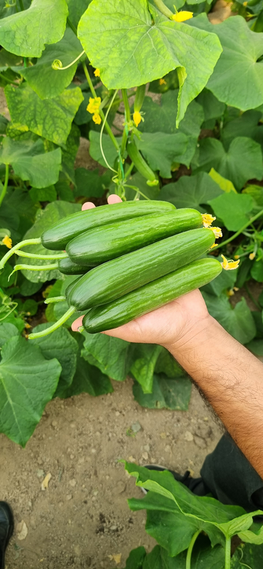 بذر خیار گلخانه ای هیبرید رسپینا F1 شرکت دارا