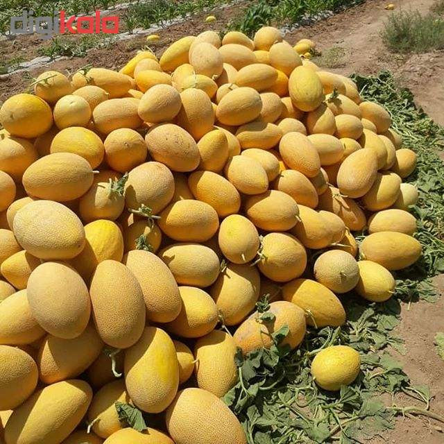 بذر خربزه ایوانکی خوش عطر ایرانی