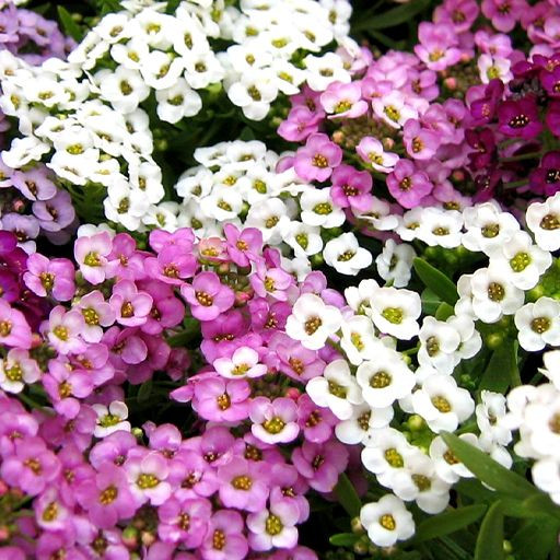 بذر گل آلیسوم (عسلی) پاکوتاه الوان