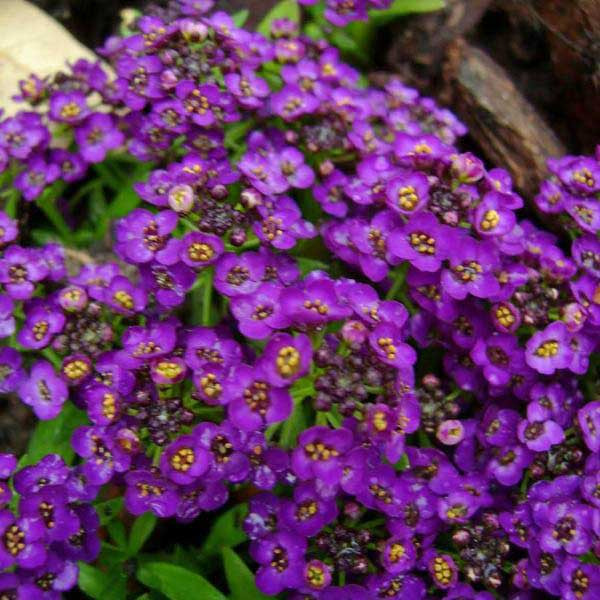 بذر گل آلیسوم (عسلی) پاکوتاه الوان