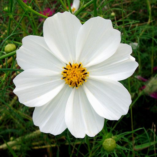 بذرگل ستاره ای سفید