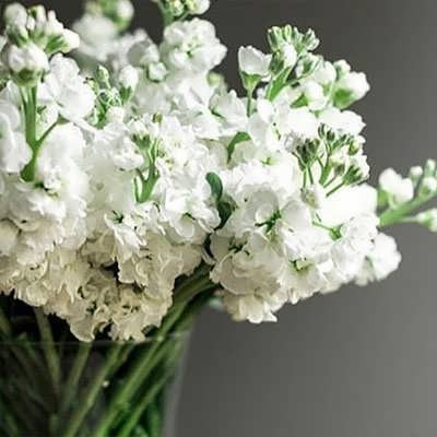 بذر گل صابونی سفید