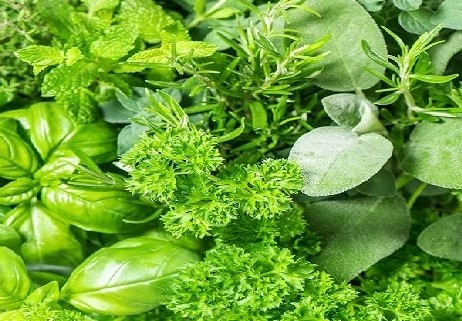 بذر سبزی معطر