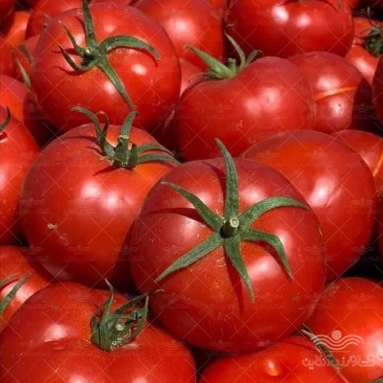 بذر گوجه فرنگی بوته ای گرد