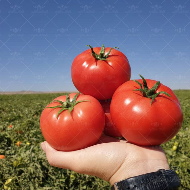 بذر گوجه فرنگی بوته ای گرد