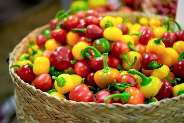 بذر فلفل گیلاسی چری میکس