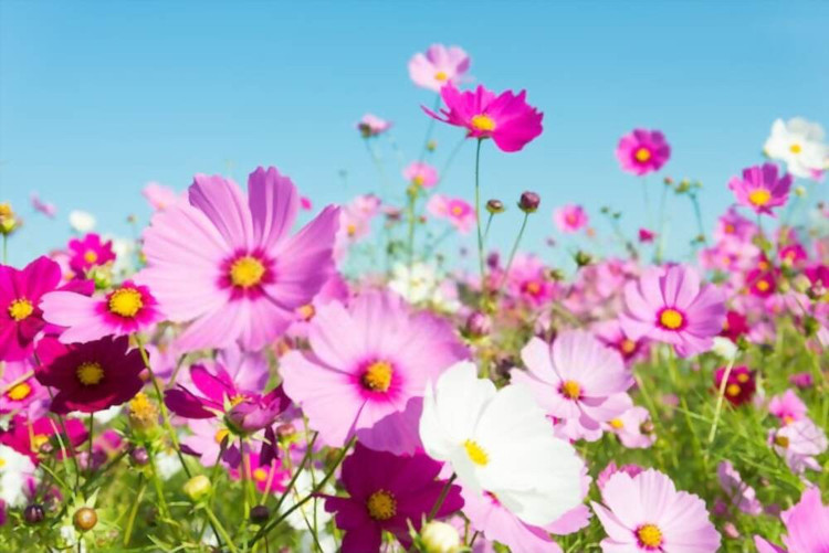 بذرگل ستاره پابلند الوان
