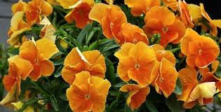 بذر گل بنفشه گل درشت نارنجی