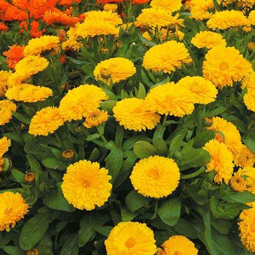 بذر گل همیشه بهار پاکوتاه الوان