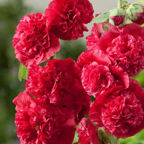 بذر گل ختمی ژاپنی پرپر قرمز