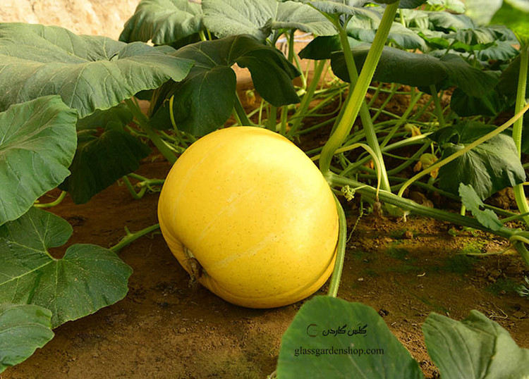 بذر کدو آجیلی مرمر