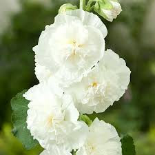 بذر گل ختمی ژاپنی پرپر سفید