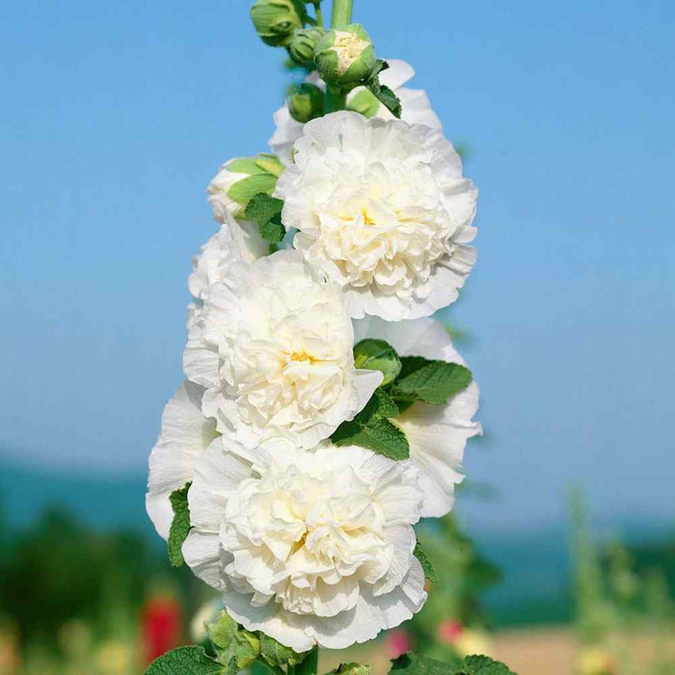 بذر گل ختمی ژاپنی پرپر سفید