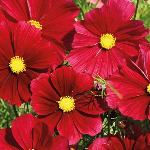 بذرگل ستاره پابلند قرمز