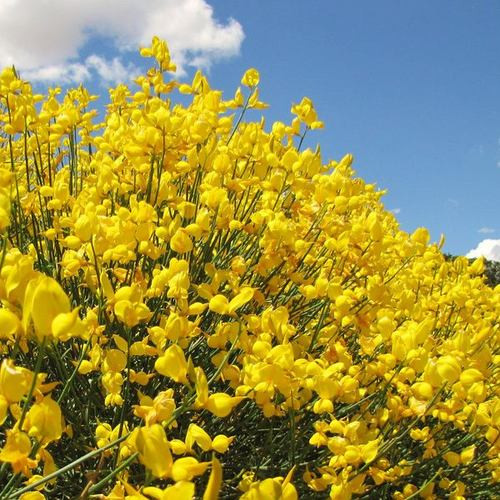 بذر گل پرطاووسی