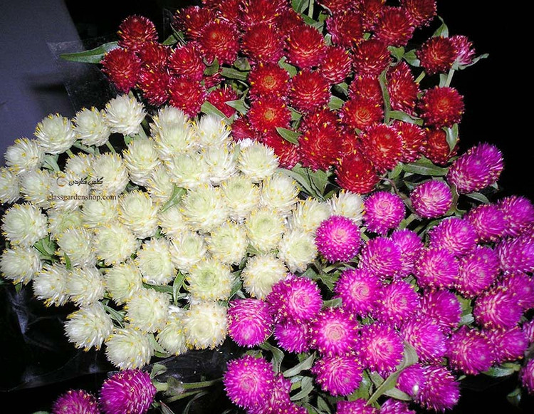 بذر گل تکمه ای الوان