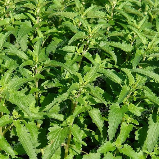 بذر بادرشبویه