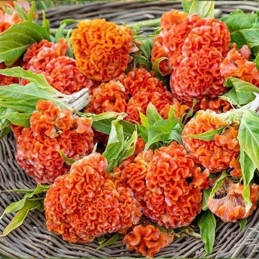 بذر گل تاج خروس چتری نارنجی