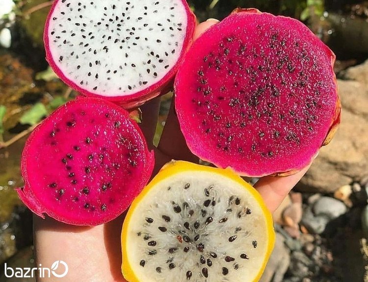 بذر دراگون فروت میکس (میوه اژدها)