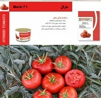 بذر گوجه فرنگی هیبرید بوته ای تایفون شرکت سیدوی آمریکا F1(ربی)