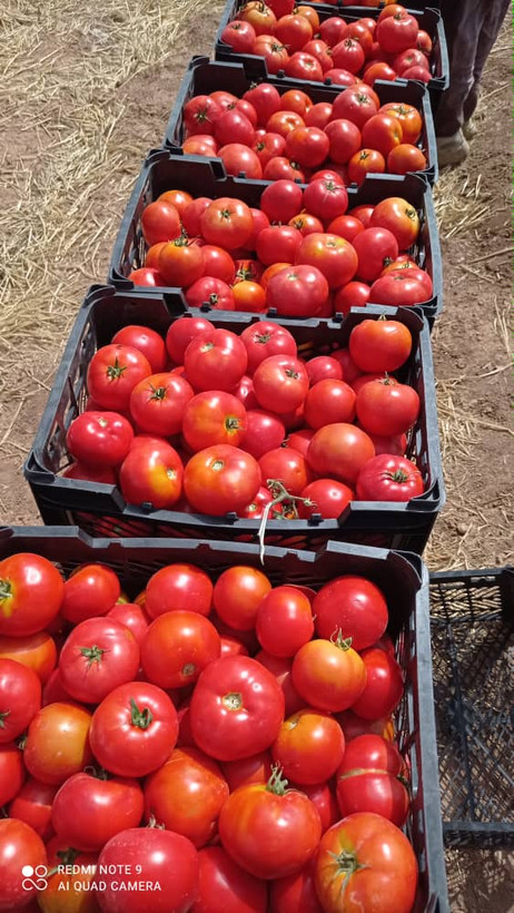 بذر گوجه فرنگی هیبرید بوته ای تایفون شرکت سیدوی آمریکا F1(ربی)