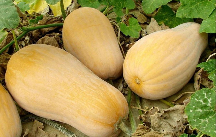 بذر کدو آجیلی ثمین بذر ۲۰۲۵
