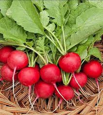 بذر تربچه زودرس چری بل GSN فرانسه
