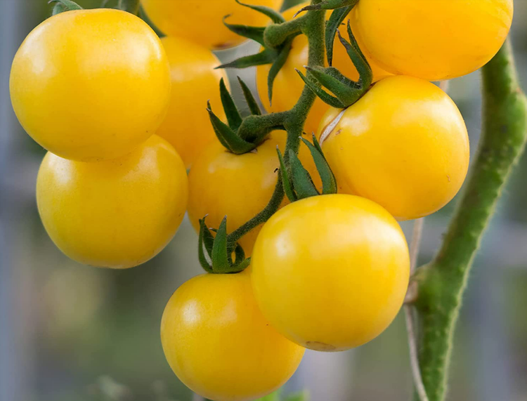 بذر گوجه (گیلاسی)چری زرد درختی
