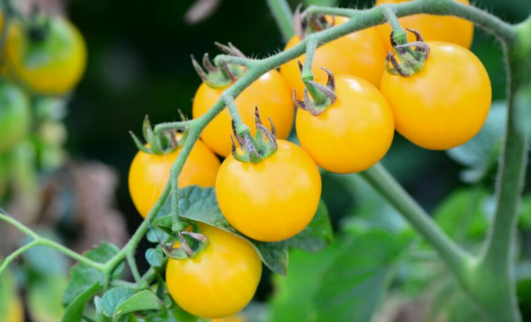 بذر گوجه (گیلاسی)چری زرد درختی