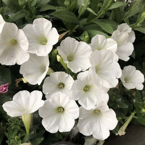 بذر گل اطلسی گل درشت سفید