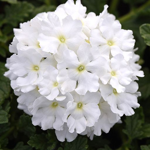 بذر گل شاه پسند سفید معطر