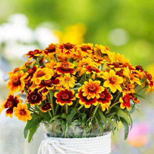 گل آهار مکزیکی مینیاتوری
