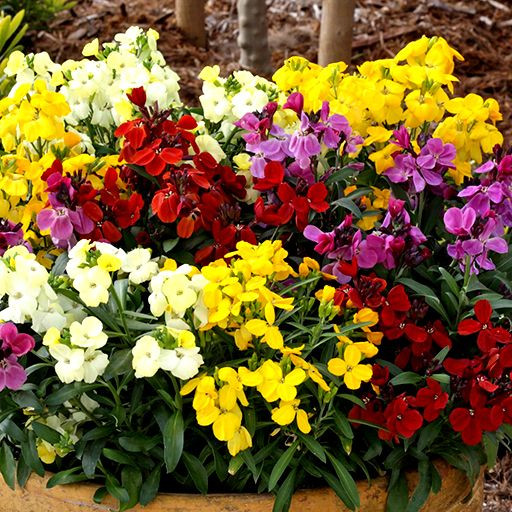 بذر گل شب بو خیری پاکوتاه الوان